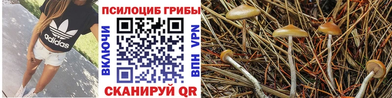 Псилоцибиновые грибы Psilocybine cubensis  Купить закладки  Видное 